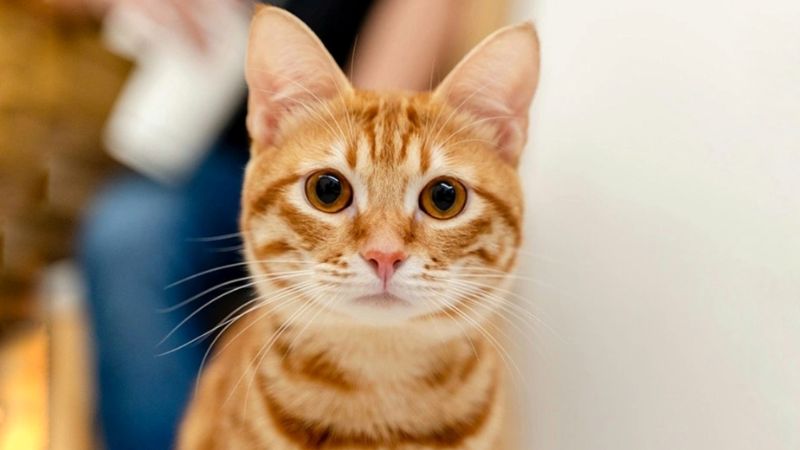 Các nhà nghiên cứu tìm thấy mối liên hệ giữa việc sở hữu mèo và tỉ lệ mắc các rối loạn liên quan đến tâm thần phân liệt tăng lên - Ảnh: Hepper